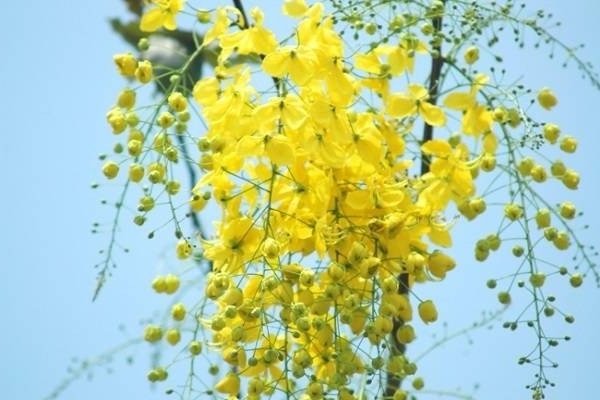 Hoa Bọ Cạp vàng: Đặc điểm, nguồn gốc, ý nghĩa và cách trồng - 3