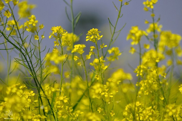 Ý nghĩa hoa Cải Vàng và cách trồng ra hoa đẹp - 1