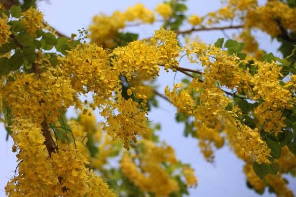 Hoa Bọ Cạp vàng: Đặc điểm, nguồn gốc, ý nghĩa và cách trồng - 1
