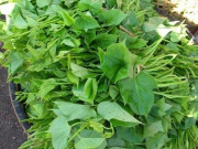 Sức khỏe - Rau lang có tác dụng gì với sức khỏe?