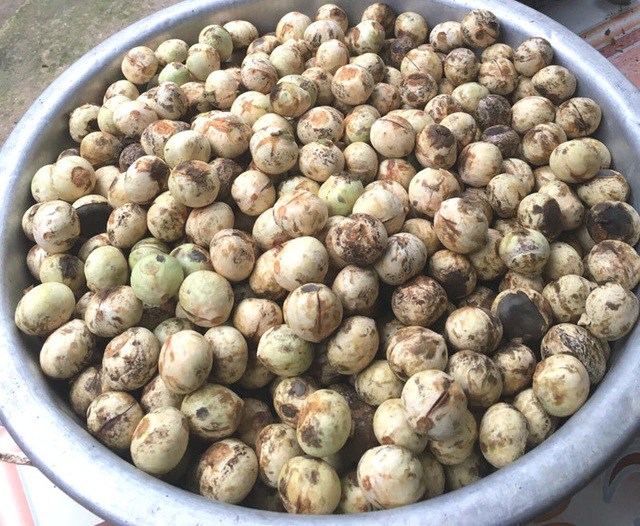 Quả rừng có tên lạ xuống phố chị em đua nhau mua, luộc hay nấu canh đều ...