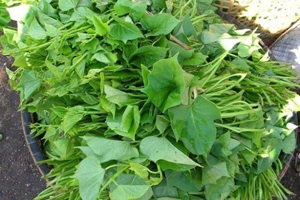 Rau lang có tác dụng gì với sức khỏe?