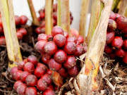 Xem ăn chơi - Quả rừng màu đỏ bắt mắt đặc sản SaPa thì ra là một gia vị quen thuộc của người Việt