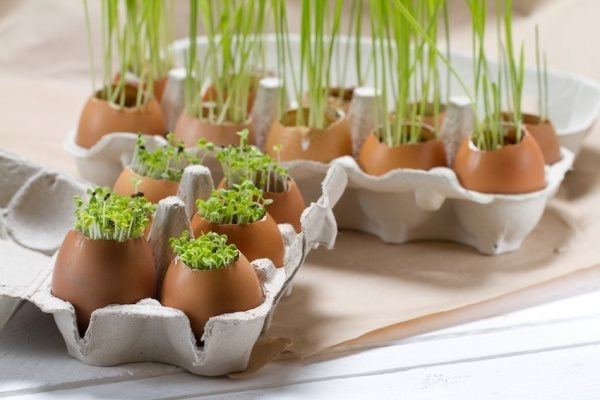 Vỏ trứng có thể dùng trực tiếp làm phân bón không? Nhiều người trồng hoa kì cựu vẫn nhầm - 1