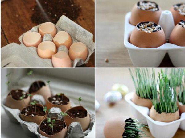 Vỏ trứng có thể dùng trực tiếp làm phân bón không? Nhiều người trồng hoa kì cựu vẫn nhầm - 3