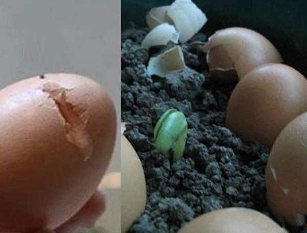 Vỏ trứng có thể dùng trực tiếp làm phân bón không? Nhiều người trồng hoa kì cựu vẫn nhầm - 4