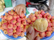 Xem ăn chơi - Vào rừng Quảng Ngãi hái loại quả tên lạ về ăn, chua ngọt gây nghiện lại giúp giảm cân