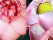 Nhà đẹp - Chia sẻ bí quyết cắm hoa sen nở đẹp, tươi lâu của những bà mẹ thích chơi hoa