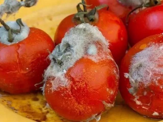 Đừng vứt cà chua thối đi, để lại chà vào tủ lạnh sẽ có tác dụng diệu kỳ