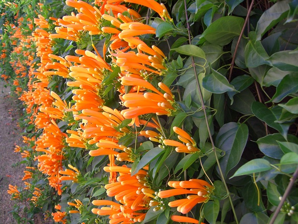 Hoa Chùm Ớt:  Đặc điểm và cách trồng ra hoa đẹp - 1