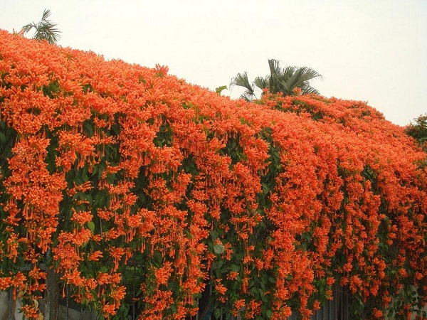 Hoa Chùm Ớt:  Đặc điểm và cách trồng ra hoa đẹp - 3
