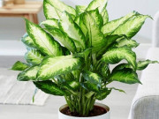 Nhà đẹp - Cây Vạn Niên Thanh hợp tuổi, mệnh gì? Ý nghĩa, cách trồng và chăm sóc