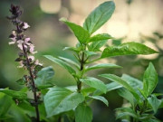 Sức khỏe - Rau quế: Tác dụng với sức khỏe và những lưu ý khi sử dụng