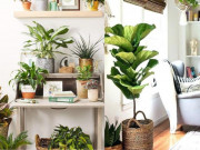 Nhà đẹp - 6 loại cây được ví như điều hòa, có thể giảm nhiệt tới 10 độ mà không tốn 1 xu
