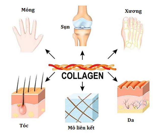 Những bí mật của collagen có thể bạn chưa biết, dùng collagen càng nhiều càng tốt? - 1