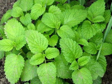 Cây Bạc Hà có tác dụng gì? Cách trồng và chăm sóc đơn giản tại nhà