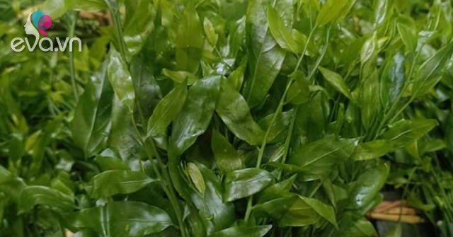 Tác dụng của rau rừng và các loại rau rừng tốt cho sức khỏe