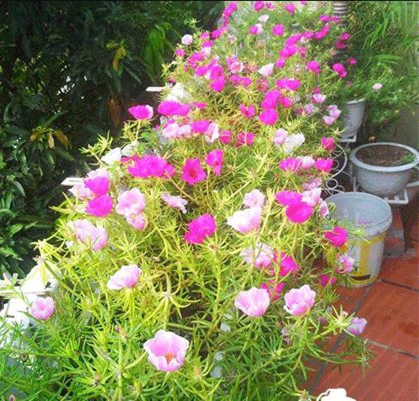 4 loại cây nở hoa đẹp và chịu được nắng, mùa hè nhất định phải trồng ở ban công - 4