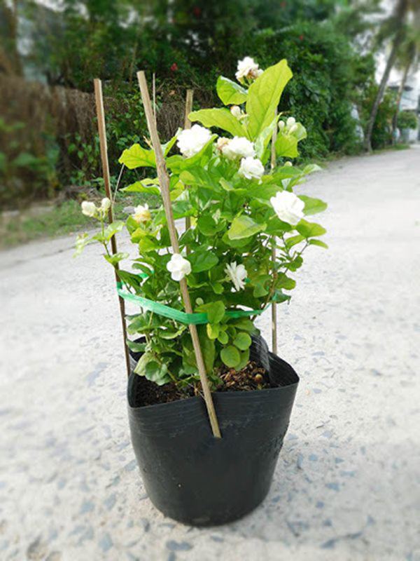 Cắt cành hoa nhài và rắc một ít phân vào bọng, hoa nhài nở nhiều và thơm hơn bình thường - 4