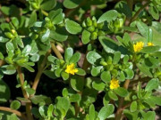 Tiêu dùng - Loài rau dại mọc đầy ở Việt Nam mang sang nước ngoài thành "thần dược", gọi là rau trường thọ