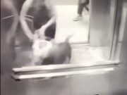 Clip Eva - Chó Bull điên cuồng lao vào thang máy, tấn công bé trai 18 tháng