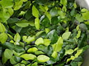 Xem ăn chơi - Loại lá rẻ như bèo ở Việt Nam, sang nước ngoài giá đắt vô cùng, lên đến 6 triệu đồng/kg
