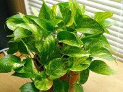 Nhà đẹp - 7 loại cây cảnh phổ biến nhưng có độc, nên cân nhắc kỹ trước khi trồng