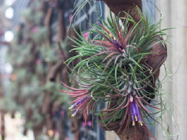 Cây không khí: Đặc điểm, hình ảnh, ý nghĩa và cách trồng tốt nhất