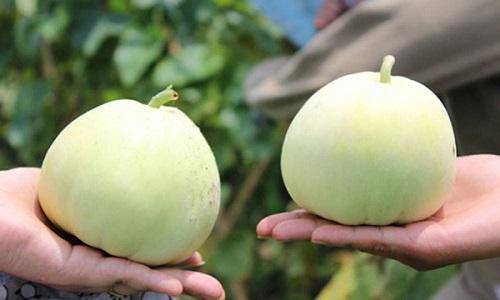 Ăn dưa lê nếu biết 3 điều này sẽ cực tốt cho sức khỏe, bạn nhất định phải biết để tránh ngộ độc - 5