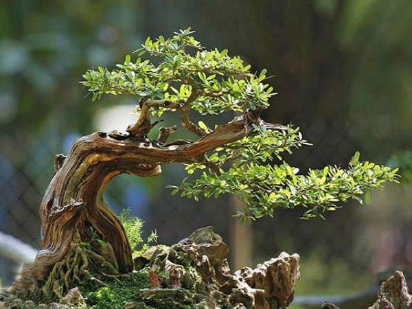 Cây Linh Sam: Đặc điểm, ý nghĩa và cách trồng loài cây độc đáo - 4