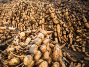 Xem ăn chơi - Loại củ mọc dưới bùn, tưởng lạ hóa ra quen, giá cao ngất ngưởng nhưng vẫn bán chạy