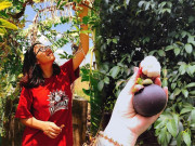 Xem ăn chơi - Lạc lối trong 4 vườn trái cây ở Tây Ninh, ăn no nê đủ loại quả với giá tại vườn