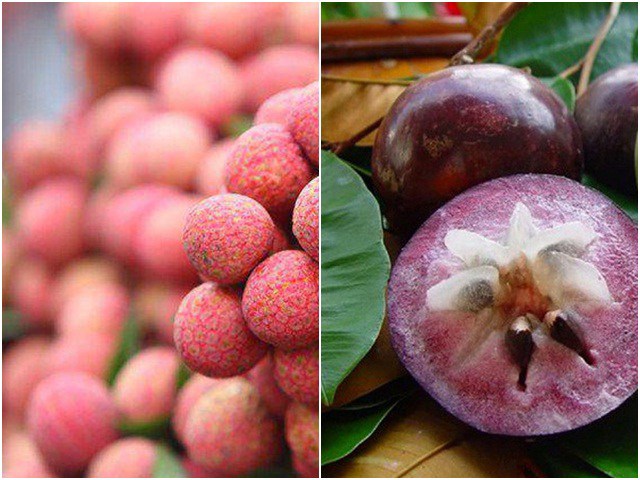 Loạt quả vang danh khắp Việt Nam, là đặc sản nức tiếng xuất khẩu giá cao ngất
