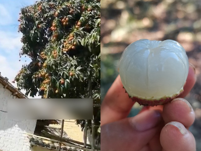 Trăm người đến xem cây vải thiều 1.500 tuổi, 240 nghìn/quả nhưng phải đặt trước mới mua được - 2