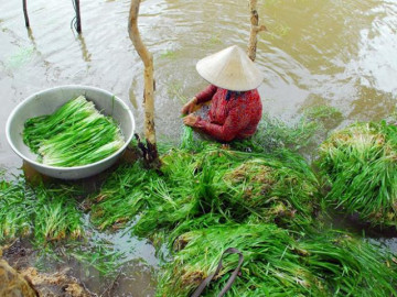 Loại rau miền Tây được xem là “lộc trời cho”, xưa là món của người nghèo giờ thành đặc sản