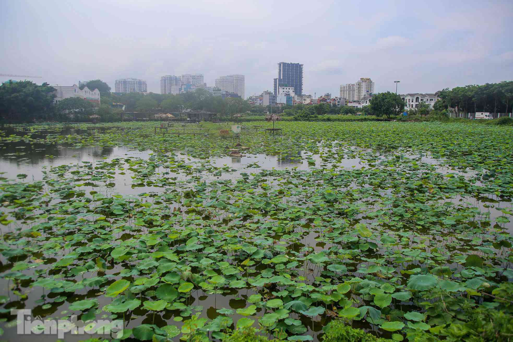 Đầm sen nổi tiếng Hà Nội bung nở hút hồn, dịch vụ amp;#34;ăn theoamp;#34; ế ẩm vì COVID-19 - 1