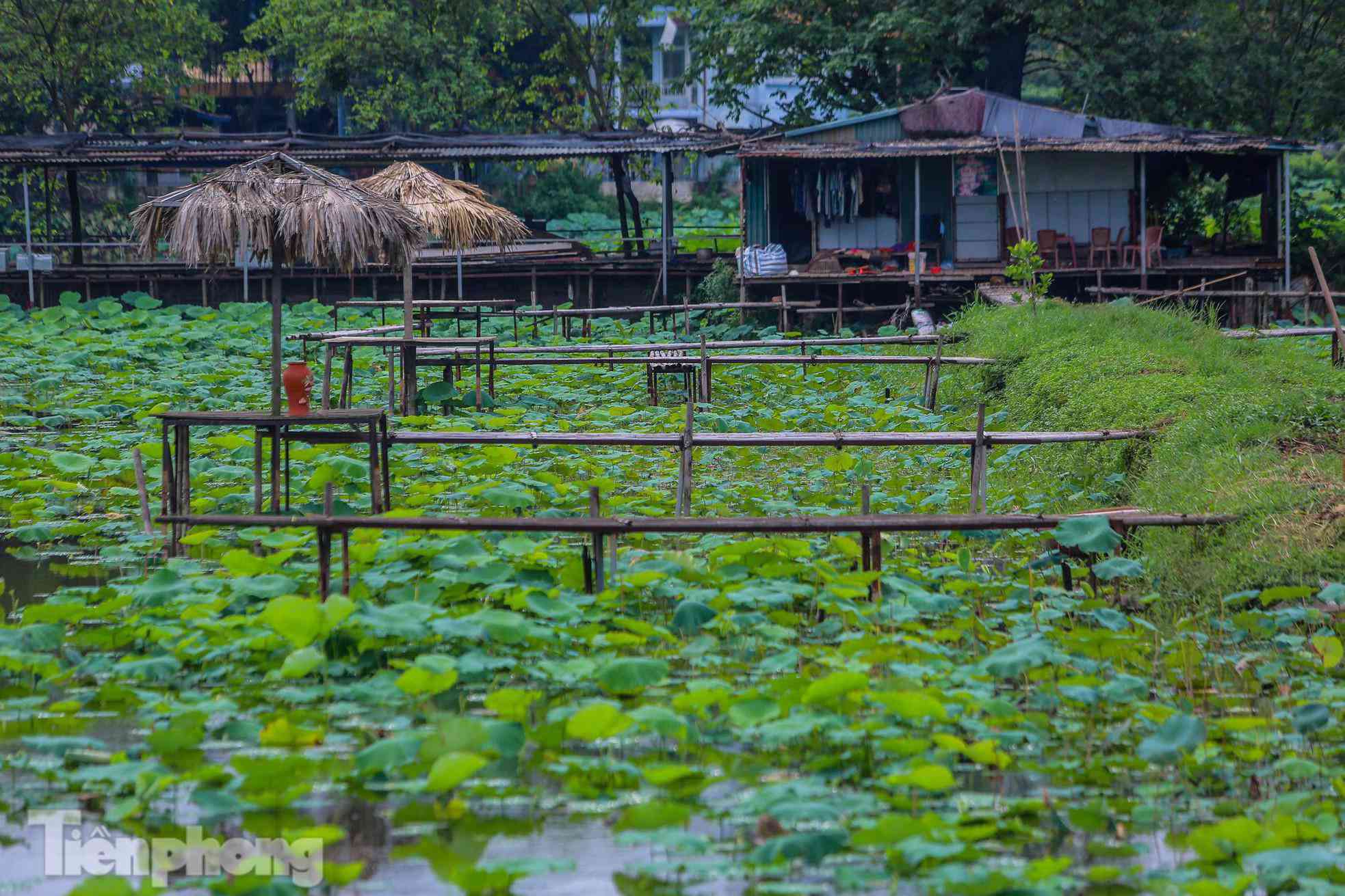 Đầm sen nổi tiếng Hà Nội bung nở hút hồn, dịch vụ amp;#34;ăn theoamp;#34; ế ẩm vì COVID-19 - 2