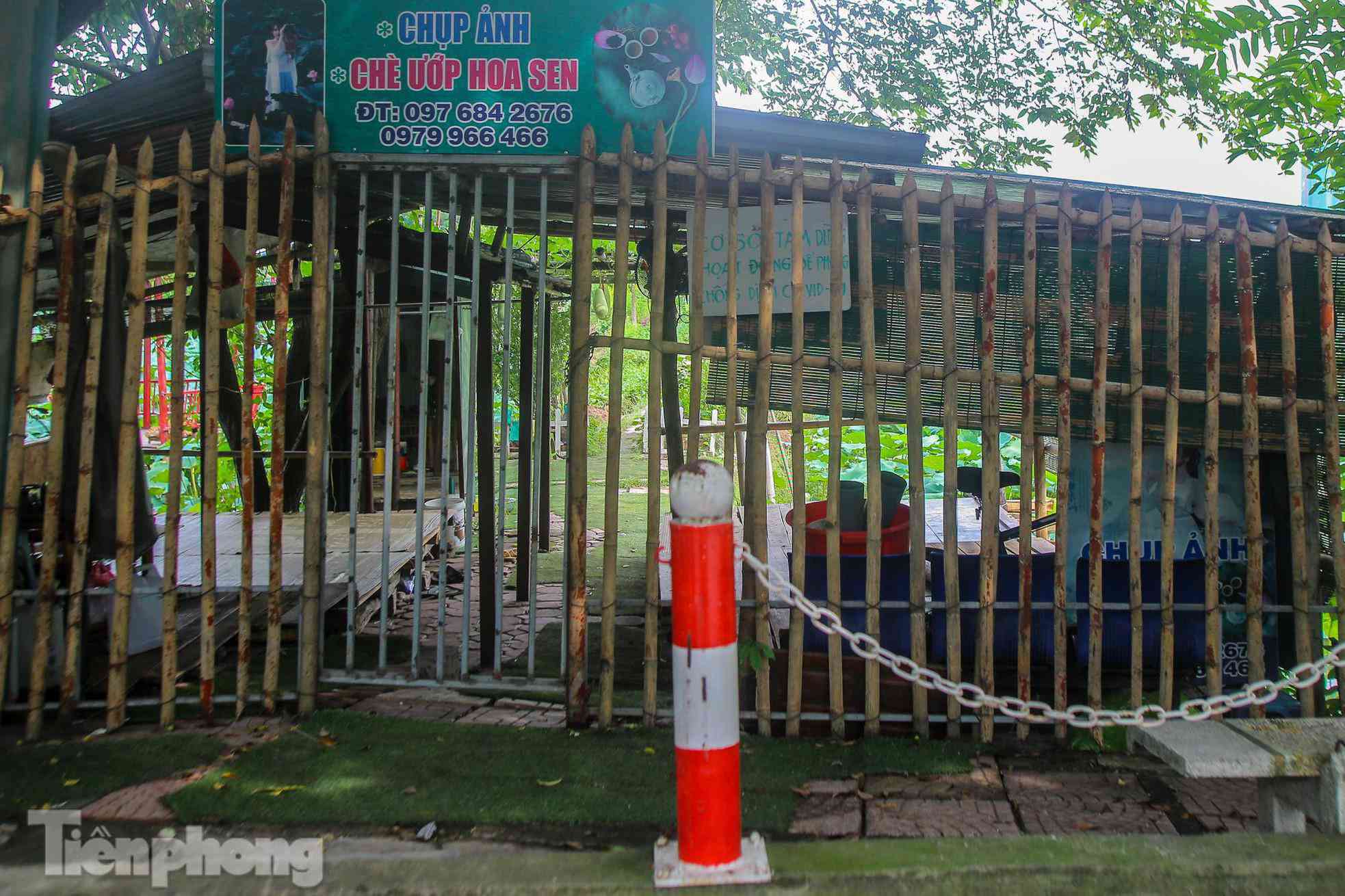 Đầm sen nổi tiếng Hà Nội bung nở hút hồn, dịch vụ amp;#34;ăn theoamp;#34; ế ẩm vì COVID-19 - 4