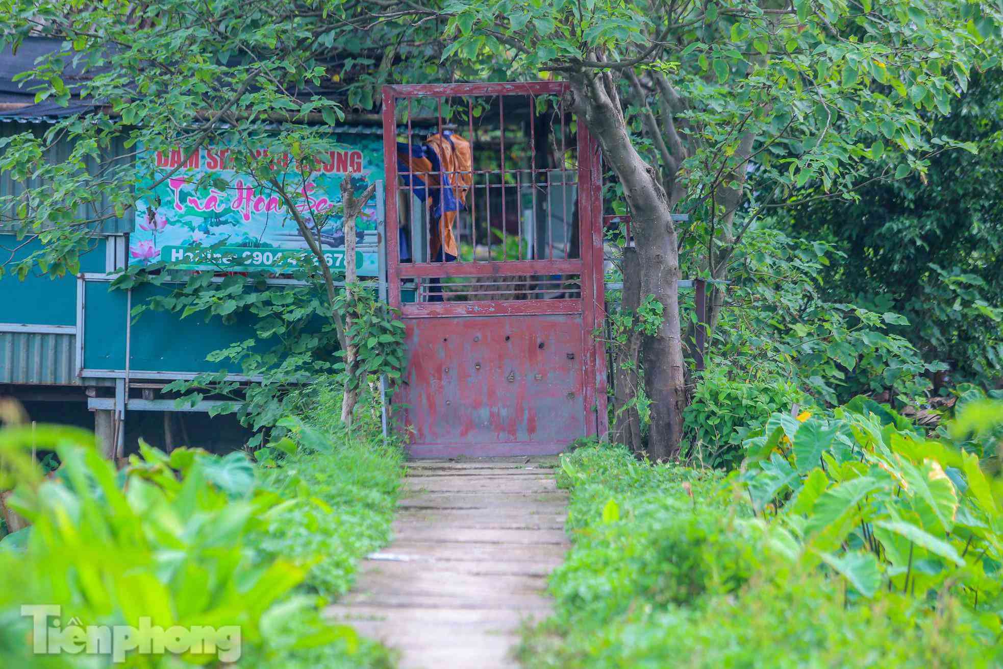 Đầm sen nổi tiếng Hà Nội bung nở hút hồn, dịch vụ amp;#34;ăn theoamp;#34; ế ẩm vì COVID-19 - 5