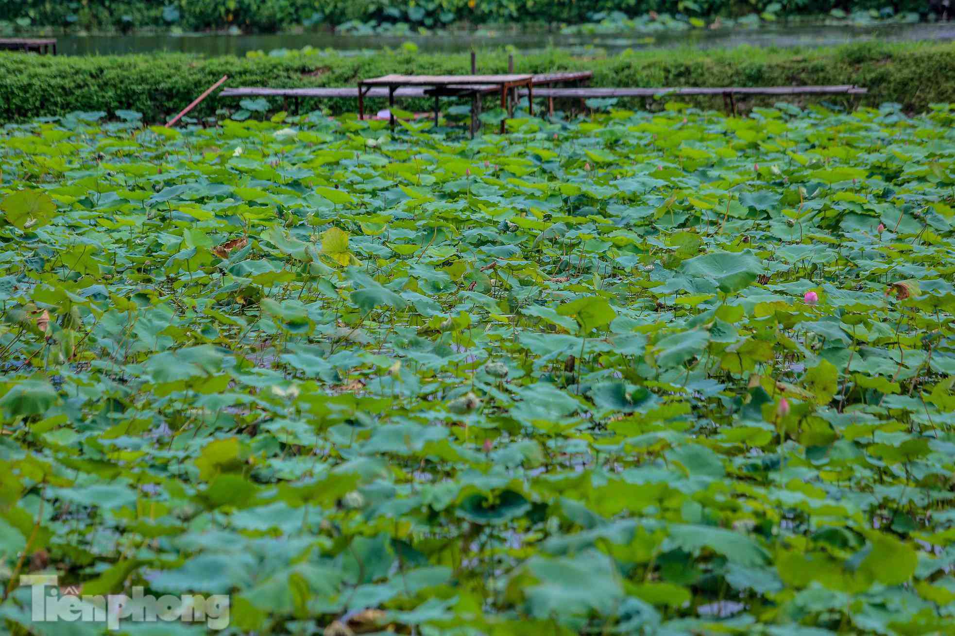 Đầm sen nổi tiếng Hà Nội bung nở hút hồn, dịch vụ amp;#34;ăn theoamp;#34; ế ẩm vì COVID-19 - 8