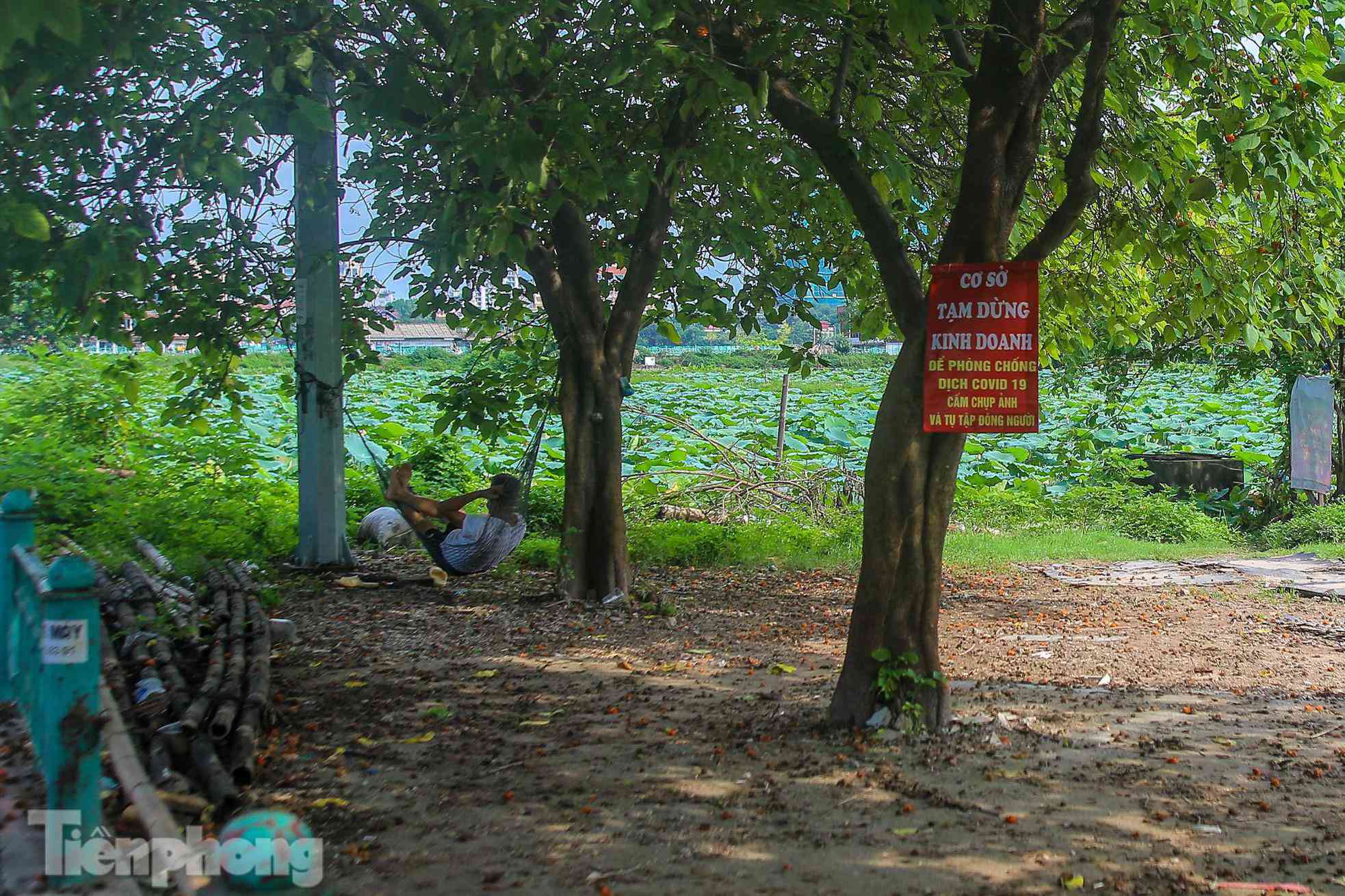 Đầm sen nổi tiếng Hà Nội bung nở hút hồn, dịch vụ amp;#34;ăn theoamp;#34; ế ẩm vì COVID-19 - 6