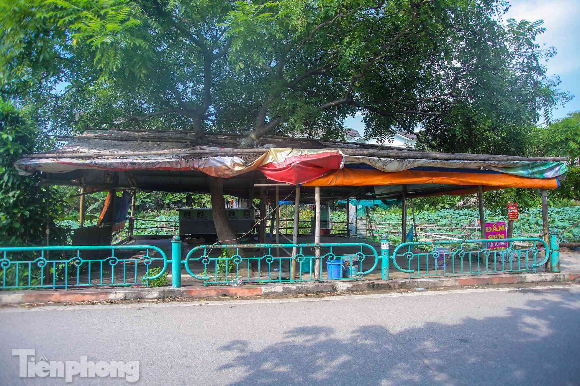 Đầm sen nổi tiếng Hà Nội bung nở hút hồn, dịch vụ amp;#34;ăn theoamp;#34; ế ẩm vì COVID-19 - 9