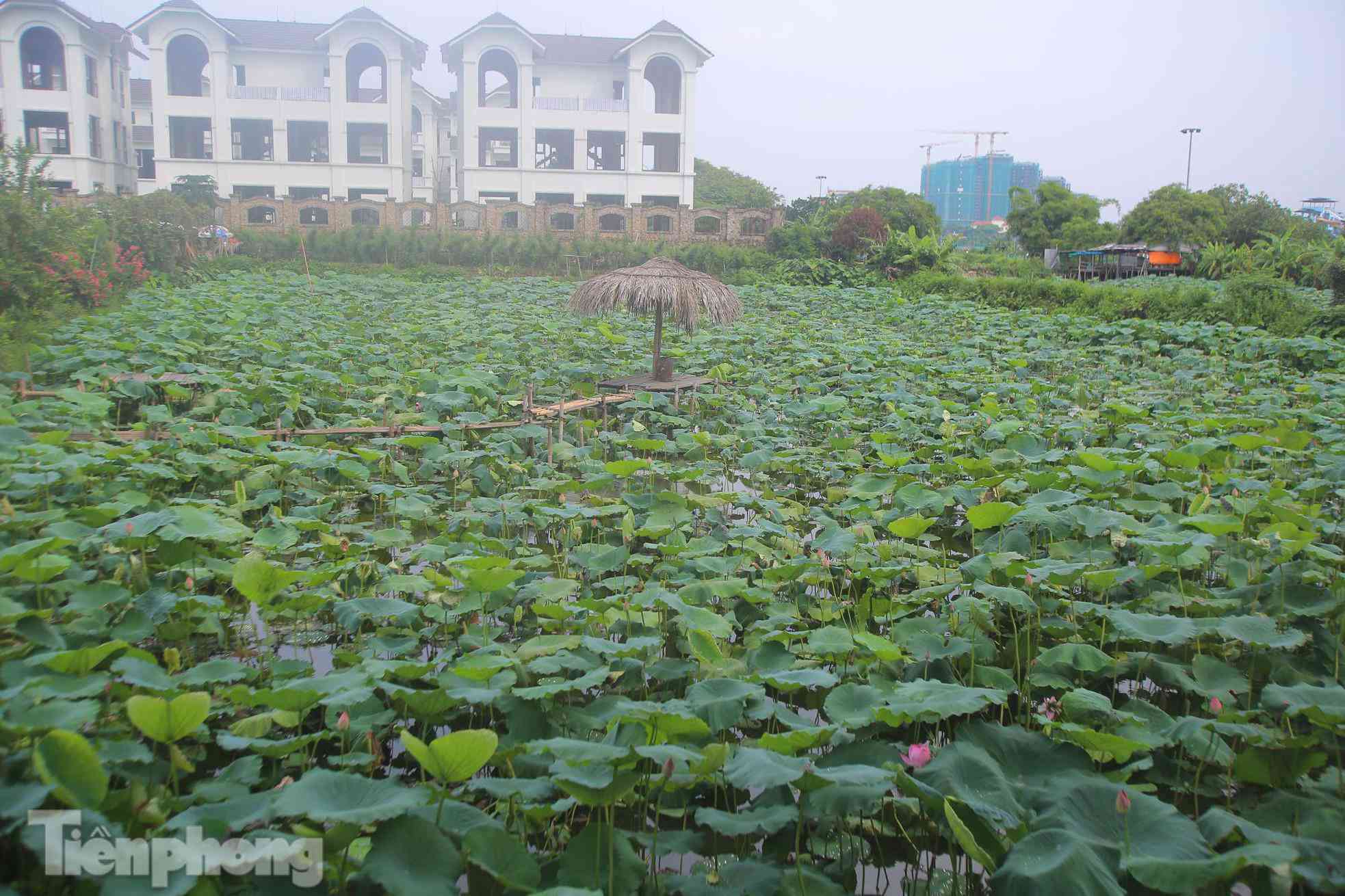 Đầm sen nổi tiếng Hà Nội bung nở hút hồn, dịch vụ amp;#34;ăn theoamp;#34; ế ẩm vì COVID-19 - 10