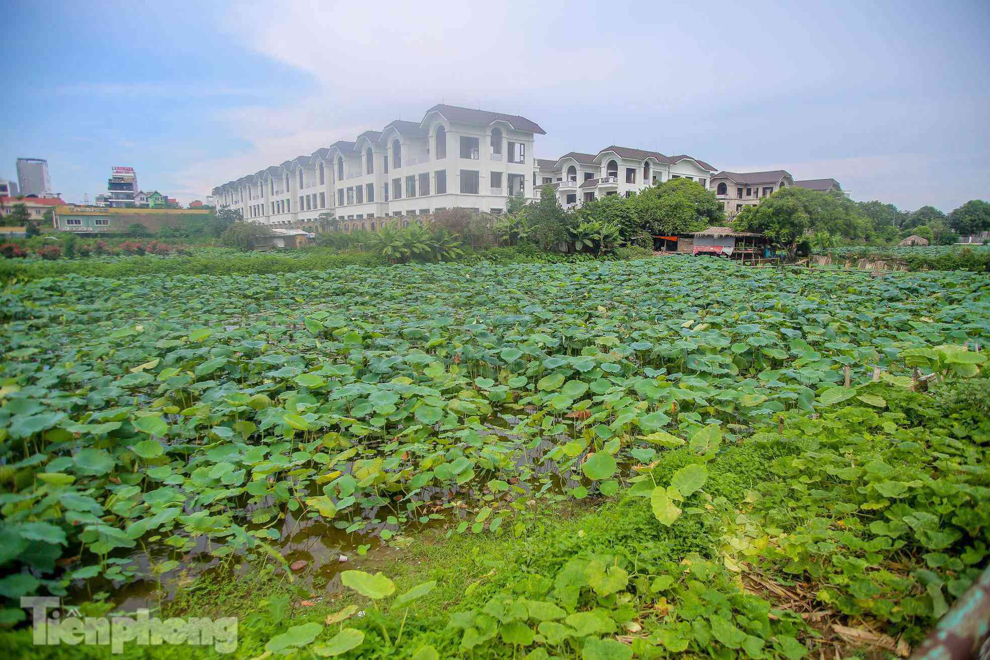 Đầm sen nổi tiếng Hà Nội bung nở hút hồn, dịch vụ amp;#34;ăn theoamp;#34; ế ẩm vì COVID-19 - 12