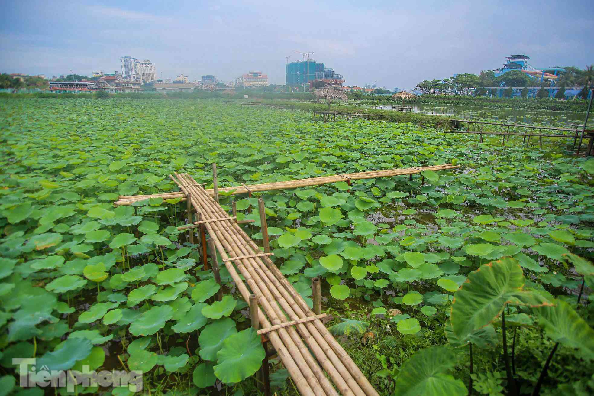 Đầm sen nổi tiếng Hà Nội bung nở hút hồn, dịch vụ amp;#34;ăn theoamp;#34; ế ẩm vì COVID-19 - 13