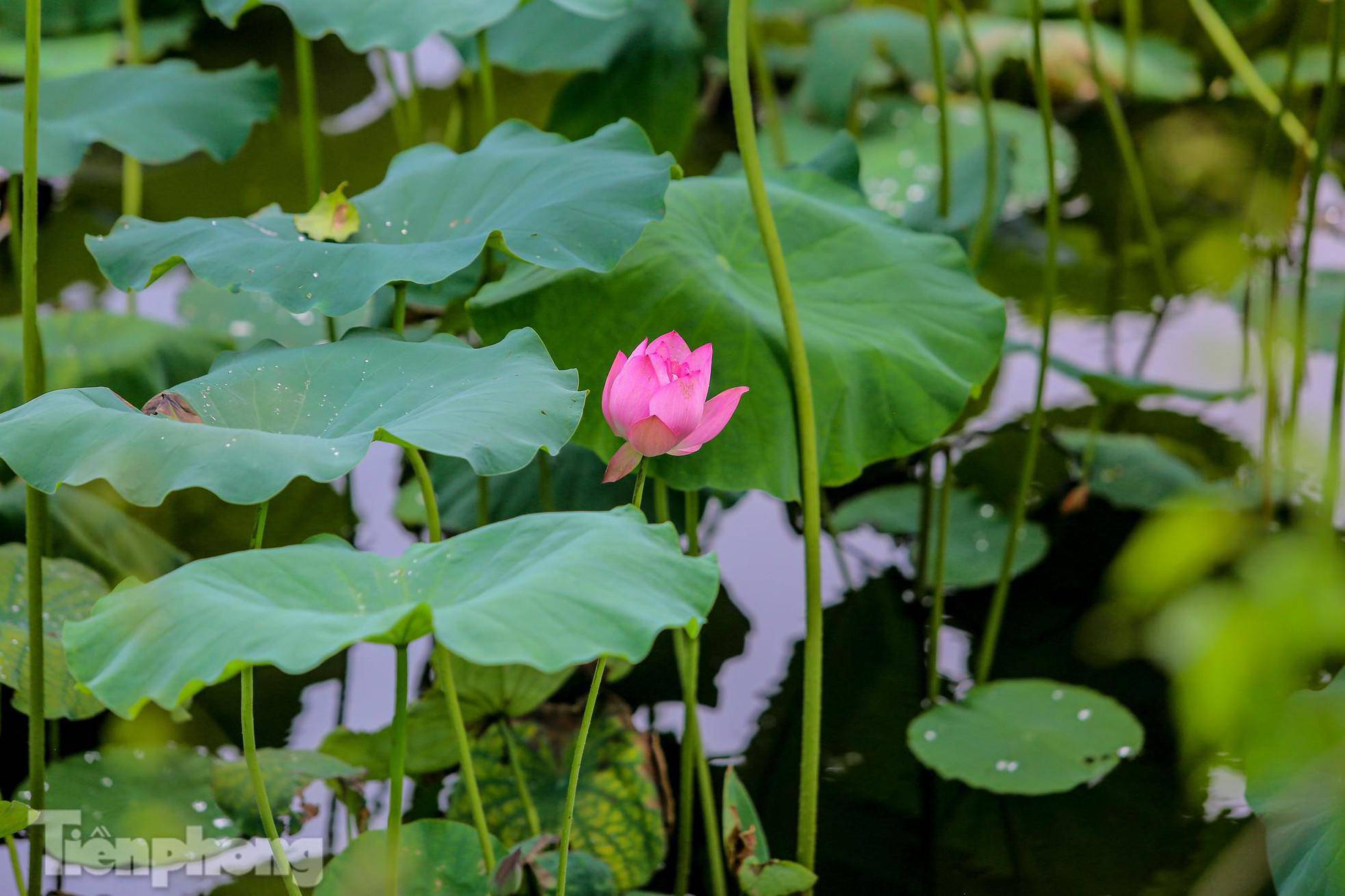 Đầm sen nổi tiếng Hà Nội bung nở hút hồn, dịch vụ amp;#34;ăn theoamp;#34; ế ẩm vì COVID-19 - 11