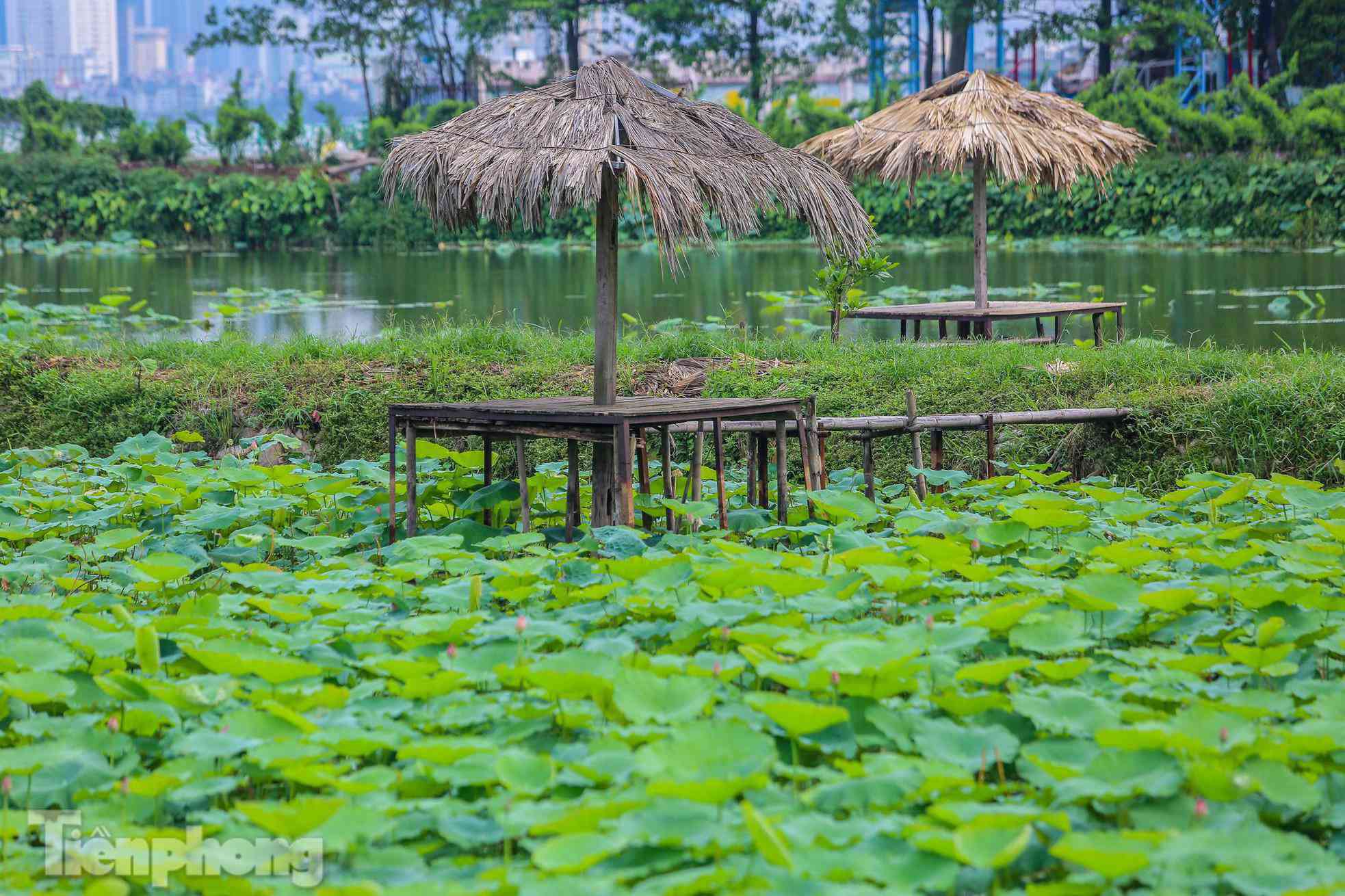 Đầm sen nổi tiếng Hà Nội bung nở hút hồn, dịch vụ amp;#34;ăn theoamp;#34; ế ẩm vì COVID-19 - 14