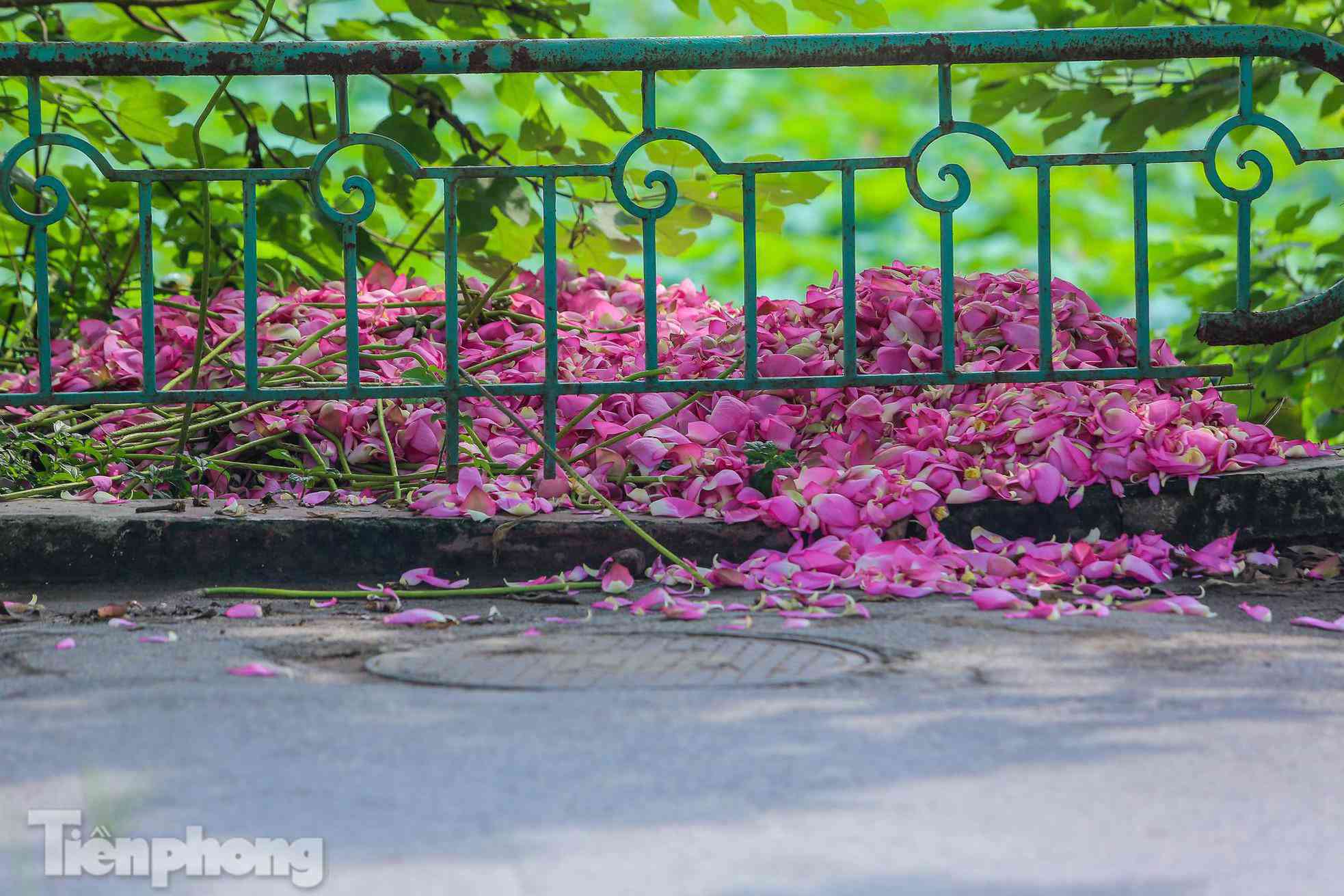 Đầm sen nổi tiếng Hà Nội bung nở hút hồn, dịch vụ amp;#34;ăn theoamp;#34; ế ẩm vì COVID-19 - 15