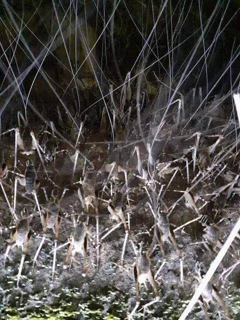 Kỳ lạ loại tôm bám chi chít trên cây, giá nửa triệu đồng/kg - 1