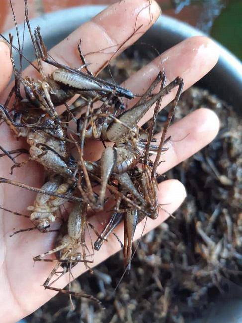 Kỳ lạ loại tôm bám chi chít trên cây, giá nửa triệu đồng/kg - 2